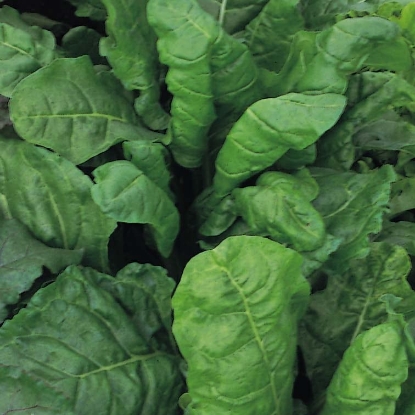 Picture of Perpetual Spinach
